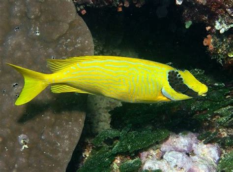Golden Spinefoot Rabbitfish Aquarium Fish Fish Fish Pet