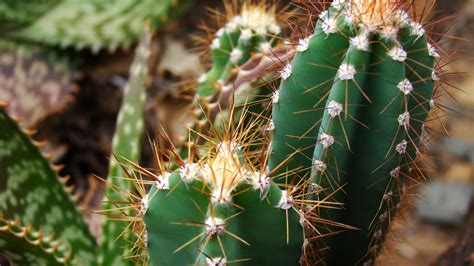 Close Up Photography Of Green Cactus Plant Hd Wallpaper Wallpaper Flare