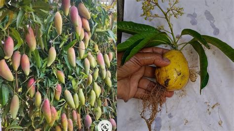 How To Grow Mango Tree Seed At Home Youtube