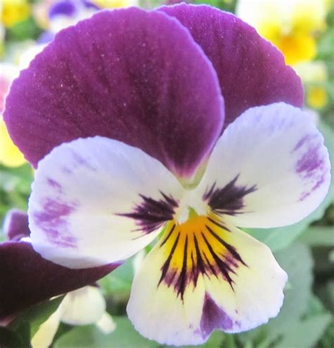 Natural And Unique Photography Pansy Flower Varieties In The Garden