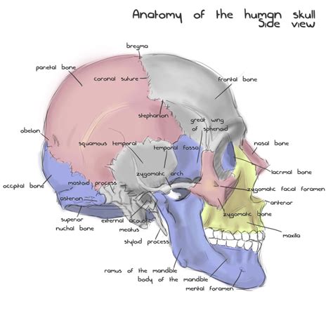 Diagram Blank Diagram Of Human Skull Mydiagramonline