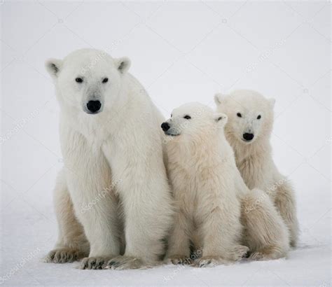 Lední Medvěd Se Mláďata — Stock Fotografie © Gudkovandrey 67325221