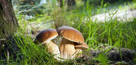 Mushroom Picking Picnic The Polish School Of Sydney