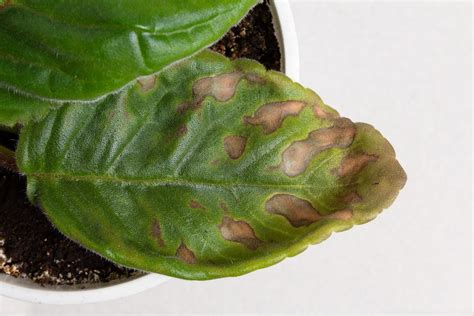 How To Prevent Brown Spots On Plant Leaves Birds And Blooms