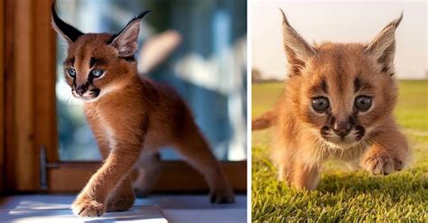Photos That Show How Adorable Caracals Are Metaspoon