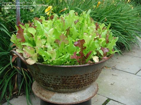 Also, you can plant each week or every other week to get a continuous revolving leaf lettuce harvest. Specialty Gardening: Iceberg lettuce in containers, 1 by ...