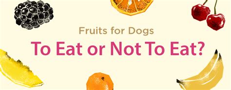 Let`s take a look at some human foods that your cats can actually eat. Which Fruits are Safe for Dogs to Eat? Discover the ...