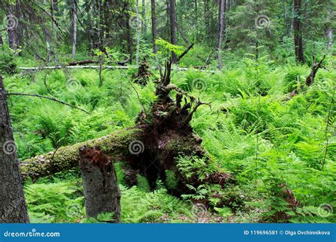 Wild Forest In The Reserve Overgrown With Thickets Of Ferns Overgrown