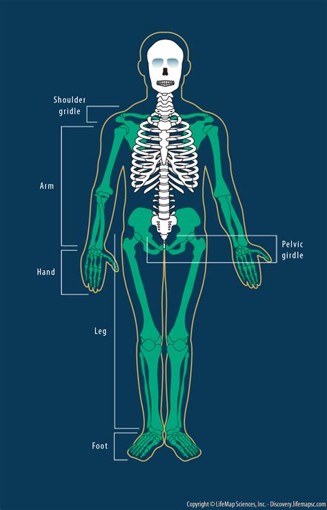Human Limb Bones Infographic Lifemap Discovery