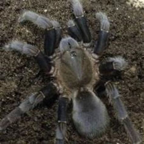 Tarantulas for sale, buy Tarantulas online at Exotic Pets UK