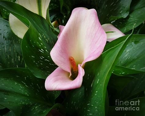 Pink Calla Lily Photograph By Patricia Strand Pixels