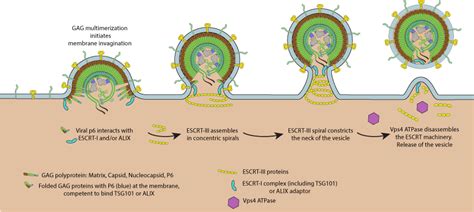 Viral Budding Via The Host Escrt Complexes Viralzone