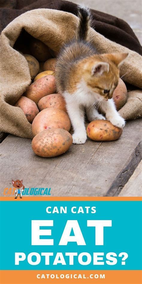 The best mashed potatoes aren't mashed. Can Cats Eat Potatoes? Are They Healthy And Safe? | Can ...
