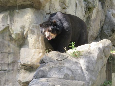 National Zoo Andean Bear Zoochat