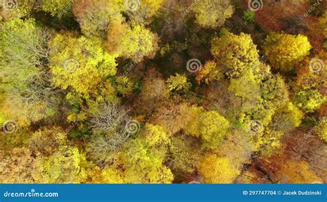 Aerial Forest In Amazing Autumn Shades With Road Hiding Under Treetops