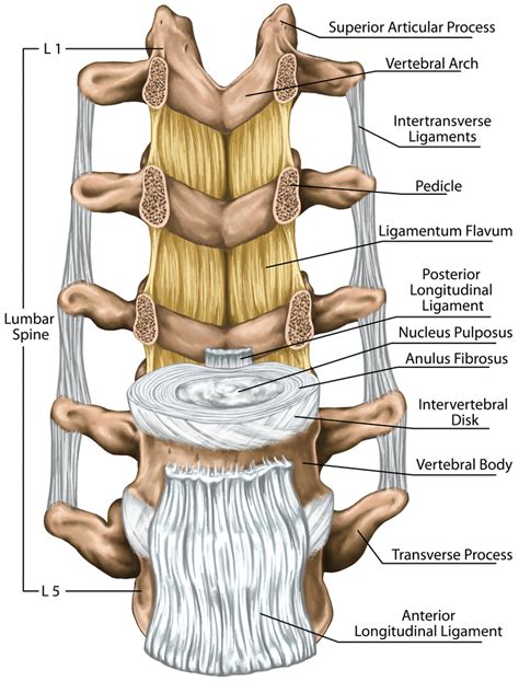 Lumbar Spine And Ligaments Gambaran