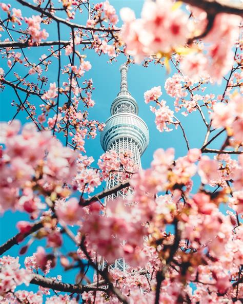 Cherry Blossom In Tokyo Rpics