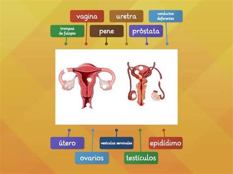 Aparato Reproductor Femenino Y Masculino Diagrama Etiquetado