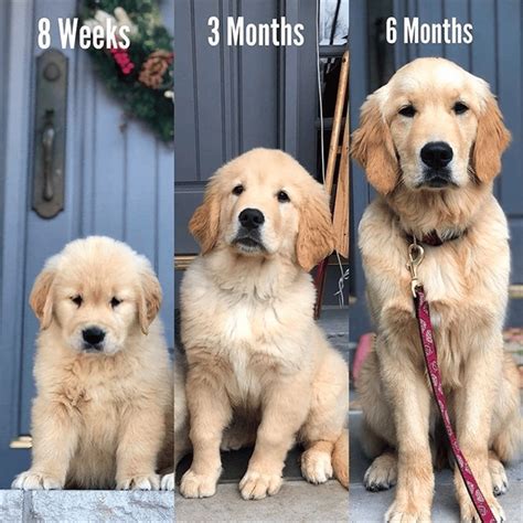 Raising Your Golden Retriever Puppy To Adulthood Weight Growth Chart