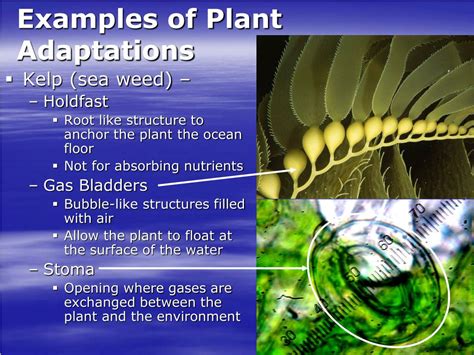Ppt Adaptations In The Marine Biome Powerpoint Presentation Free
