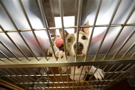 North Las Vegas Shelter Helps Pets Of Domestic Abuse Victims Las