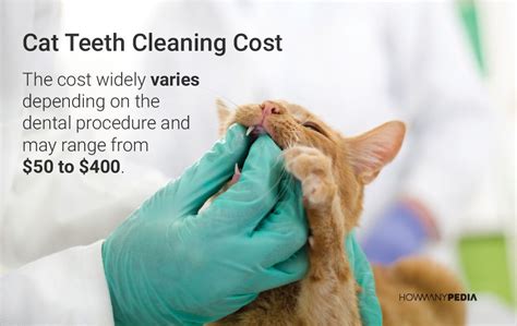 Treating dental disease in cats can also be costly. How Many Teeth Do Cats Have | Veterinary world, Oral care ...