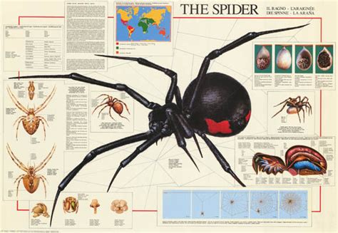 The Spider Arachnid Education Poster 27x39 Bananaroad