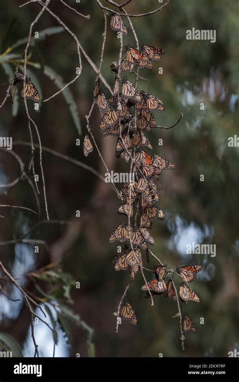 Overwintering Monarch Butterflies Danaus Plexippus In November At