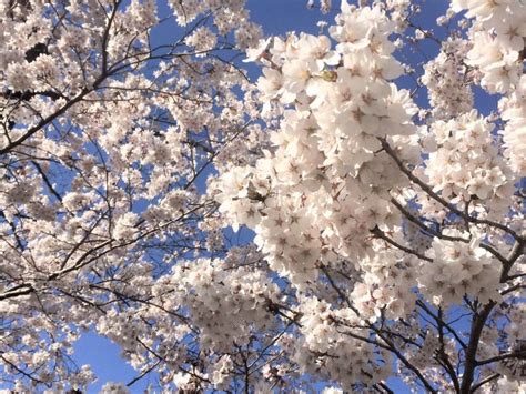 Cherry Blossom Varieties And How They Bloom Snow Monkey Resorts