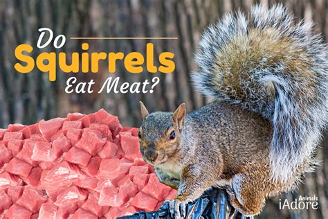 Do Squirrels Eat Meat 3 Benefits Full Guide Iadoreanimals