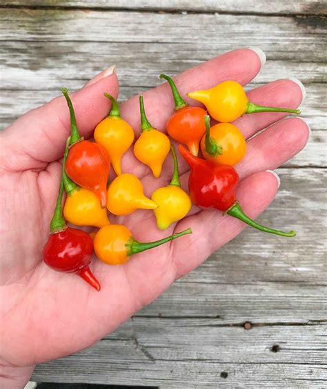 Biquinho Peppers | Sweety Drop Peppers | Sprouted Garden