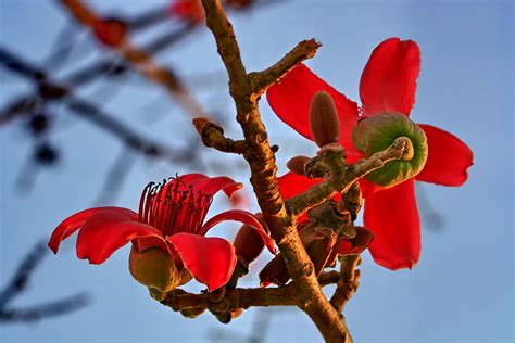 Florida can be particularly fickle when it comes to planting and maintaining certain trees, flowers, bushes, shrubs, and more. Red Kapok Tree Flowers - a photo on Flickriver