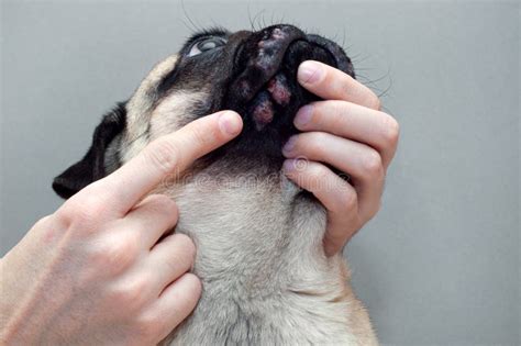 Portrait Of A Pug Dog With Red Inflamed Wounds On His Face Dog Allergy
