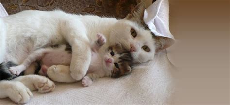 I'd like to foster more but the kittens have to. 5 Beautiful Photos of Super Mom Cat and Her Tiny Kittens ...