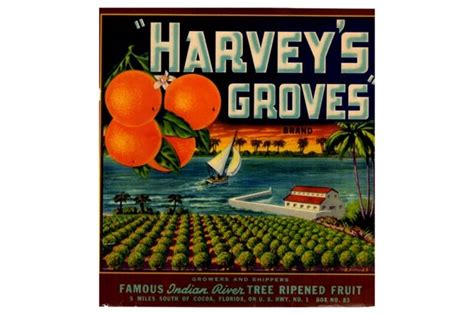 Collecting Vintage Citrus Labels A Nostalgic Florida Art Authentic