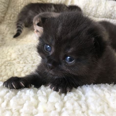 Black Kitten Blue Eyes Dierenasiel Zuidwolde Cute Cats Cute Animals