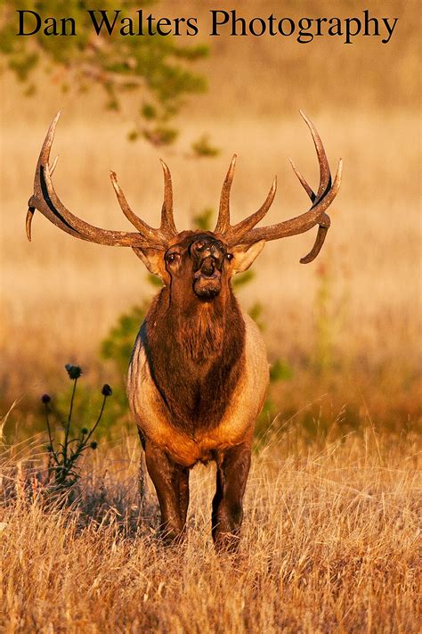 Elk During The Fall Rut In Rocky Mountain National Park Colorado