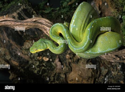 Green Tree Python Morelia Viridis Stock Photo Alamy
