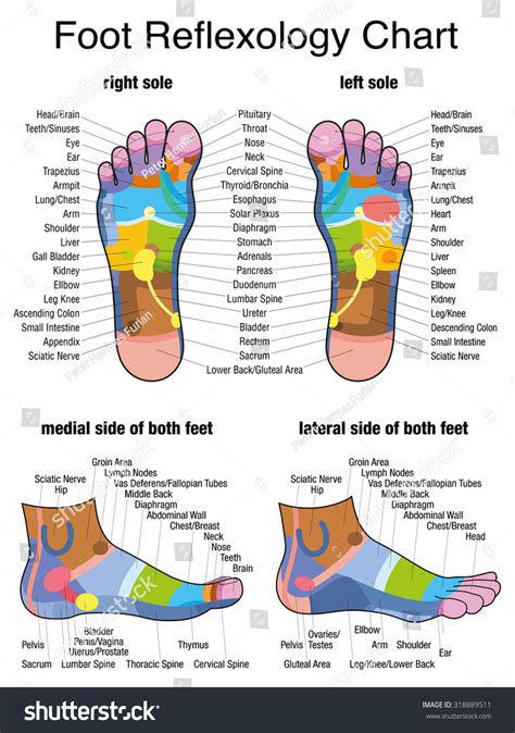 Reflex Zones Of The Feet Soles And Side Views Accurate Description