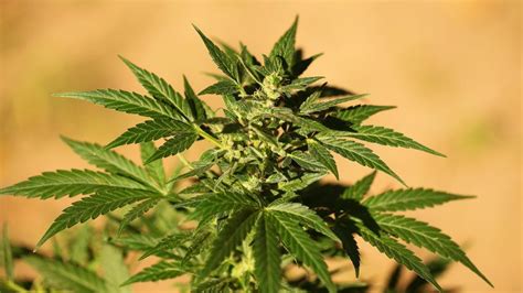 Australian Capital Territory Legalises Personal Cannabis Use Bbc News