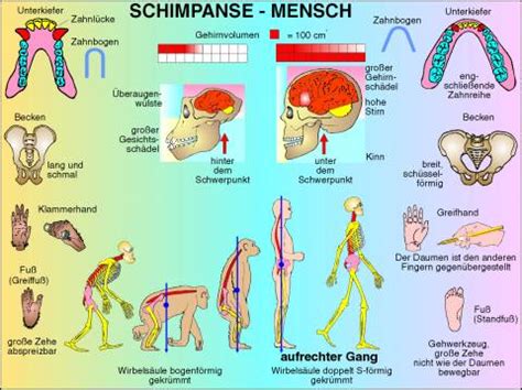 Transparentsatz Schimpanse - Mensch, Vergleich-T5022av .veränderung der erde * erdzeitalter entwicklung des lebens * ursuppe urmeere urkontinent einzeller pflanzen pilze viren archebakterien * biologie * evolutionsbiologie * die entstehung und.