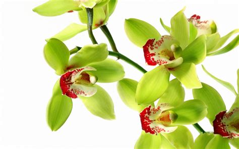 Orchids Wallpapers Best Wallpapers