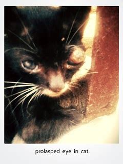 We did not find results for: Cara Mengobati Mata Kucing Yang Bengkak Dan Belekan ...