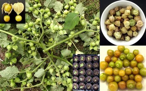 We have 22 pineapple tomato seedlings. Pineapple Ground Cherry Aunt Molly Physalis Pubescens ...