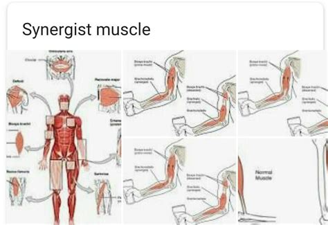 What Are Synergist Muscles