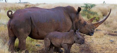 The hotel is situated with convenient access to all the city's tourist attractions such as; 4 Days Maasai Mara Budget Safari | Saso Gorilla Safaris Uganda