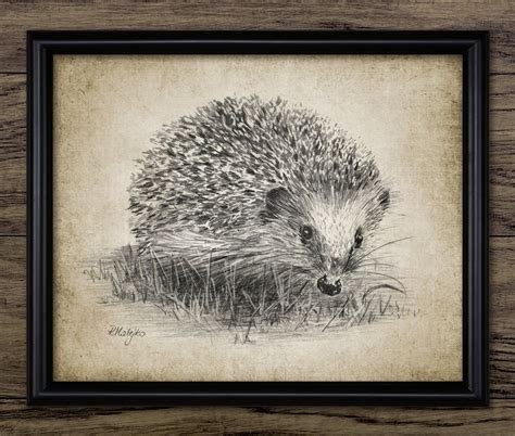 Hedgehog Pencil Drawing Printable Hedgehog Wall Art Hedgehog Etsy Uk