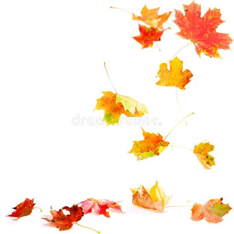 Falling Maple Leaves Stock Photography Image 11038192