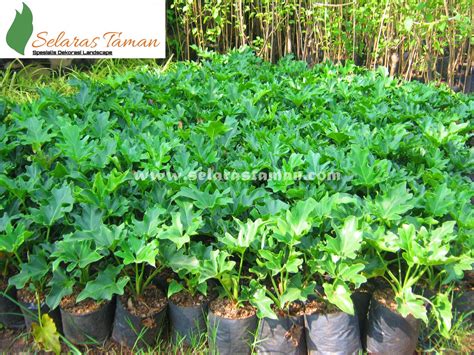 Ada banyak jenis tanaman hias bunga yang bisa kamu dapatkan. 23 jenis tanaman hias yang sering digunakan untuk taman ...