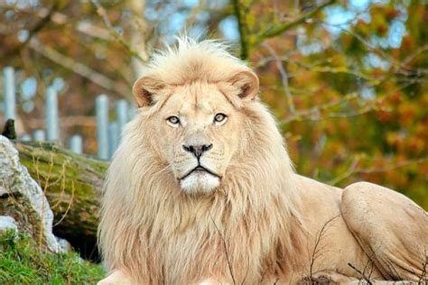 Rare White Lion Portrait Panthera Leo Krugeri Endangered Species Stock